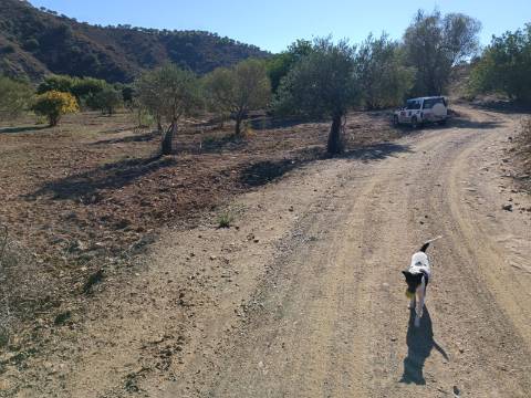 TERRENO RUSTICO COM 680 M2 - PLANO - JUNTO AO RIBEIRO - AGUA DA REGA - TENENCIA - CASTRO MARIM - ALGARVE