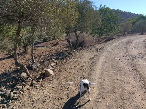 TERRENO RUSTICO COM 680 M2 - PLANO - JUNTO AO RIBEIRO - AGUA DA REGA - TENENCIA - CASTRO MARIM - ALGARVE