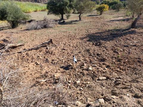 TERRENO RUSTICO COM 680 M2 - PLANO - JUNTO AO RIBEIRO - AGUA DA REGA - TENENCIA - CASTRO MARIM - ALGARVE