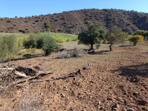 TERRENO RUSTICO COM 680 M2 - PLANO - JUNTO AO RIBEIRO - AGUA DA REGA - TENENCIA - CASTRO MARIM - ALGARVE