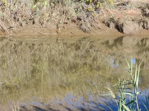 TERRENO RUSTICO COM 680 M2 - PLANO - JUNTO AO RIBEIRO - AGUA DA REGA - TENENCIA - CASTRO MARIM - ALGARVE