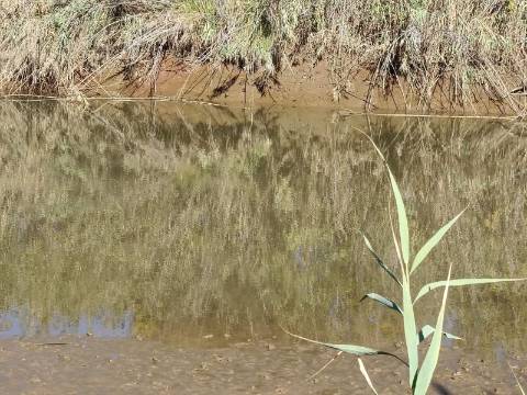 TERRENO RUSTICO COM 680 M2 - PLANO - JUNTO AO RIBEIRO - AGUA DA REGA - TENENCIA - CASTRO MARIM - ALGARVE