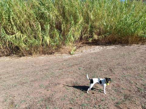 TERRENO RUSTICO COM 680 M2 - PLANO - JUNTO AO RIBEIRO - AGUA DA REGA - TENENCIA - CASTRO MARIM - ALGARVE