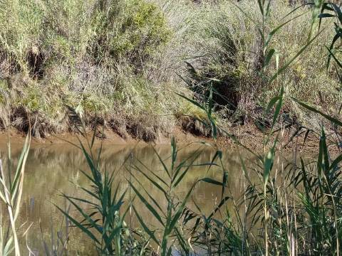 TERRENO RUSTICO COM 680 M2 - PLANO - JUNTO AO RIBEIRO - AGUA DA REGA - TENENCIA - CASTRO MARIM - ALGARVE