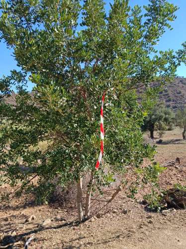 TERRENO RUSTICO COM 680 M2 - PLANO - JUNTO AO RIBEIRO - AGUA DA REGA - TENENCIA - CASTRO MARIM - ALGARVE