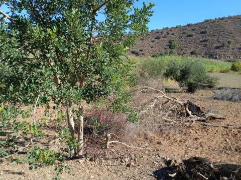TERRENO RUSTICO COM 680 M2 - PLANO - JUNTO AO RIBEIRO - AGUA DA REGA - TENENCIA - CASTRO MARIM - ALGARVE