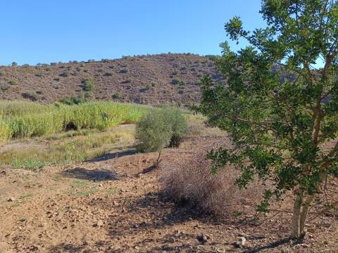 TERRENO RUSTICO COM 680 M2 - PLANO - JUNTO AO RIBEIRO - AGUA DA REGA - TENENCIA - CASTRO MARIM - ALGARVE