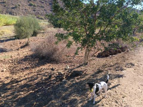 TERRENO RUSTICO COM 680 M2 - PLANO - JUNTO AO RIBEIRO - AGUA DA REGA - TENENCIA - CASTRO MARIM - ALGARVE