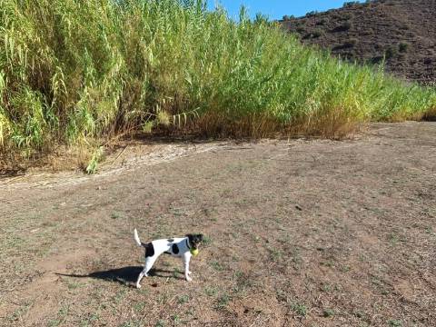 TERRENO RUSTICO COM 680 M2 - PLANO - JUNTO AO RIBEIRO - AGUA DA REGA - TENENCIA - CASTRO MARIM - ALGARVE