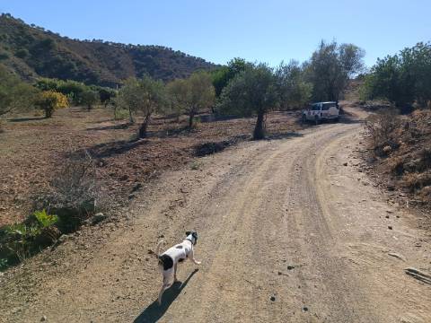 TERRENO RUSTICO COM 680 M2 - PLANO - JUNTO AO RIBEIRO - AGUA DA REGA - TENENCIA - CASTRO MARIM - ALGARVE