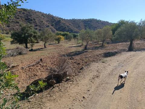TERRENO RUSTICO COM 680 M2 - PLANO - JUNTO AO RIBEIRO - AGUA DA REGA - TENENCIA - CASTRO MARIM - ALGARVE