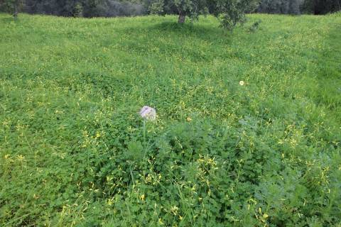Terreno com 848 m2 de área, com uma ruína de 200 m2