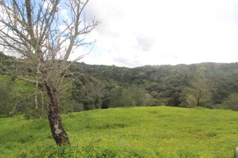 Terreno com 848 m2 de área, com uma ruína de 200 m2