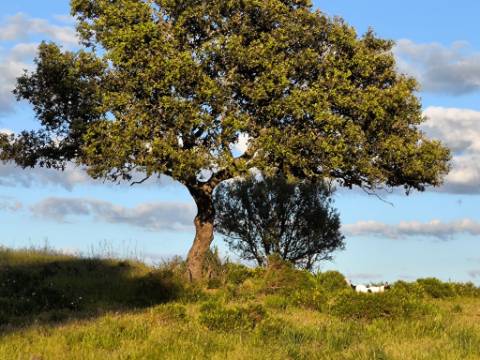 TERRENO RÚSTICO COM 20.520 M2 - VISTA RIO - COM POÇO - NA FOZ DE ODELEITE - ALGARVE