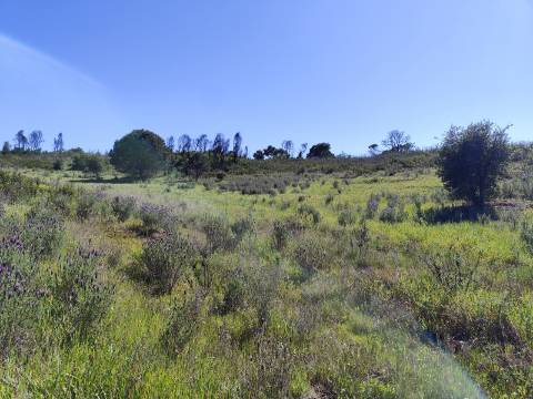 Terreno Rústico Champana, Corte António Martins