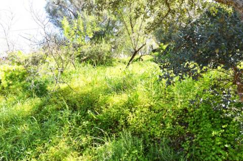 Ruina com espaço exterior, na zona de Santa Catarina da Fonte do Bispo