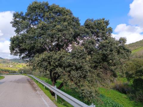 TERRENO COM 85.380 M2 - COM RUINAS - POÇO COM ÁGUA - POSSIBILIDADE DE CONSTRUÇÃO - MORADIA - TURISMO - BELICHE - CASTRO MARIM - ALGARVE