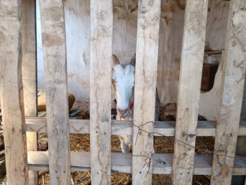 TERRENO COM 85.380 M2 - COM RUINAS - POÇO COM ÁGUA - POSSIBILIDADE DE CONSTRUÇÃO - MORADIA - TURISMO - BELICHE - CASTRO MARIM - ALGARVE