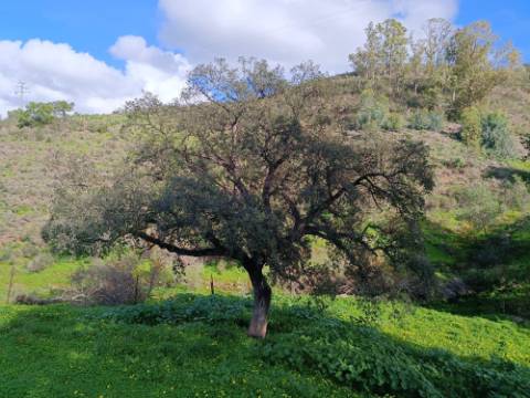 TERRENO COM 85.380 M2 - COM RUINAS - POÇO COM ÁGUA - POSSIBILIDADE DE CONSTRUÇÃO - MORADIA - TURISMO - BELICHE - CASTRO MARIM - ALGARVE