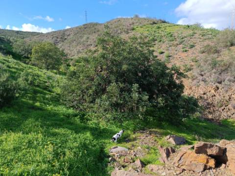 TERRENO COM 85.380 M2 - COM RUINAS - POÇO COM ÁGUA - POSSIBILIDADE DE CONSTRUÇÃO - MORADIA - TURISMO - BELICHE - CASTRO MARIM - ALGARVE