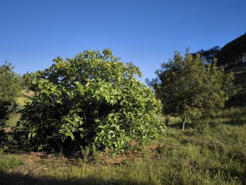TERRENO COM 62.180 M2 - POSSIBILIDADE DE TURISMO RURAL - CONSTRUÇÃO PARA HABITAÇÃO - PRÓXIMO DA CORTE DO GAGO - CASTRO MARIM - ALGARVE