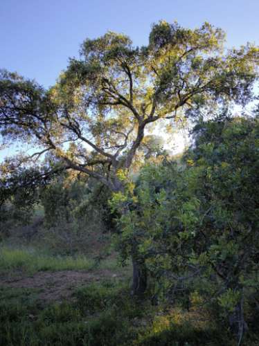 TERRENO COM 62.180 M2 - POSSIBILIDADE DE TURISMO RURAL - CONSTRUÇÃO PARA HABITAÇÃO - PRÓXIMO DA CORTE DO GAGO - CASTRO MARIM - ALGARVE