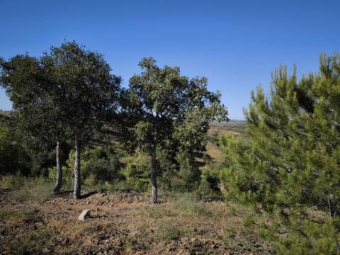TERRENO COM 62.180 M2 - POSSIBILIDADE DE TURISMO RURAL - CONSTRUÇÃO PARA HABITAÇÃO - PRÓXIMO DA CORTE DO GAGO - CASTRO MARIM - ALGARVE