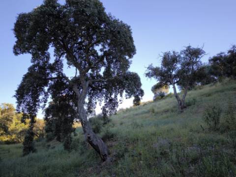 TERRENO COM 62.180 M2 - POSSIBILIDADE DE TURISMO RURAL - CONSTRUÇÃO PARA HABITAÇÃO - PRÓXIMO DA CORTE DO GAGO - CASTRO MARIM - ALGARVE
