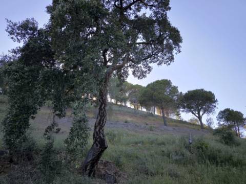 TERRENO COM 62.180 M2 - POSSIBILIDADE DE TURISMO RURAL - CONSTRUÇÃO PARA HABITAÇÃO - PRÓXIMO DA CORTE DO GAGO - CASTRO MARIM - ALGARVE