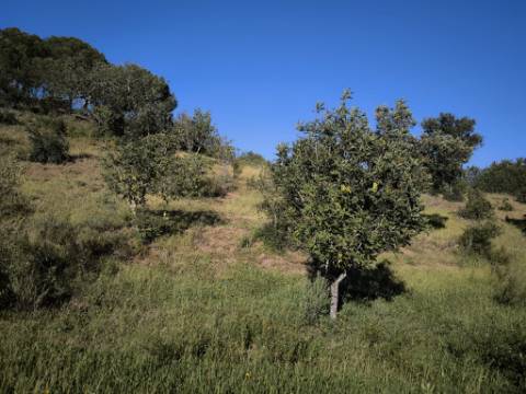 TERRENO COM 62.180 M2 - POSSIBILIDADE DE TURISMO RURAL - CONSTRUÇÃO PARA HABITAÇÃO - PRÓXIMO DA CORTE DO GAGO - CASTRO MARIM - ALGARVE