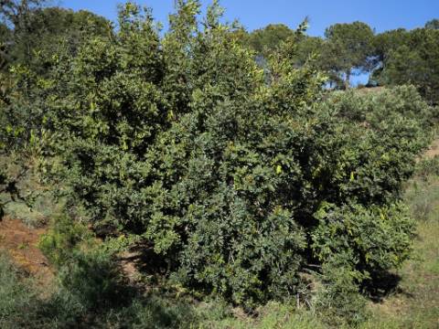 TERRENO COM 62.180 M2 - POSSIBILIDADE DE TURISMO RURAL - CONSTRUÇÃO PARA HABITAÇÃO - PRÓXIMO DA CORTE DO GAGO - CASTRO MARIM - ALGARVE