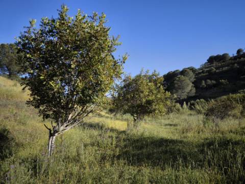 TERRENO COM 62.180 M2 - POSSIBILIDADE DE TURISMO RURAL - CONSTRUÇÃO PARA HABITAÇÃO - PRÓXIMO DA CORTE DO GAGO - CASTRO MARIM - ALGARVE