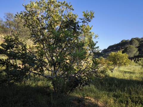 TERRENO COM 62.180 M2 - POSSIBILIDADE DE TURISMO RURAL - CONSTRUÇÃO PARA HABITAÇÃO - PRÓXIMO DA CORTE DO GAGO - CASTRO MARIM - ALGARVE