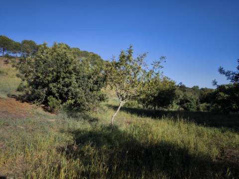 TERRENO COM 62.180 M2 - POSSIBILIDADE DE TURISMO RURAL - CONSTRUÇÃO PARA HABITAÇÃO - PRÓXIMO DA CORTE DO GAGO - CASTRO MARIM - ALGARVE