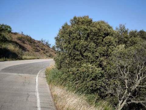 TERRENO COM 62.180 M2 - POSSIBILIDADE DE TURISMO RURAL - CONSTRUÇÃO PARA HABITAÇÃO - PRÓXIMO DA CORTE DO GAGO - CASTRO MARIM - ALGARVE