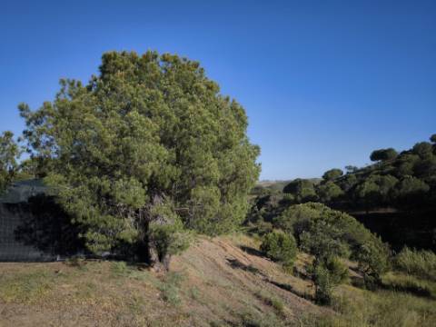 TERRENO COM 62.180 M2 - POSSIBILIDADE DE TURISMO RURAL - CONSTRUÇÃO PARA HABITAÇÃO - PRÓXIMO DA CORTE DO GAGO - CASTRO MARIM - ALGARVE