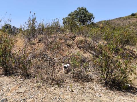 TERRENO COM 4.560 m2 - COM RUINA DE 100 M2 - ARRECADAÇÃO - JUNTO A BARRAGEM DO BELICHE - BARREIROS - CASTRO MARIM - ALGARVE