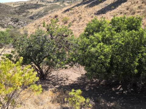 TERRENO COM 99.080 m2 - COM APOIO AGRICOLA EM RUINAS - POSSIBILIDADE DE CONSTRUÇÃO HABITAÇÃO E TURISMO - EM CAMPEIROS - CASTRO MARIM - ALGARVE