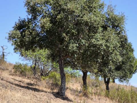 TERRENO COM 99.080 m2 - COM APOIO AGRICOLA EM RUINAS - POSSIBILIDADE DE CONSTRUÇÃO HABITAÇÃO E TURISMO - EM CAMPEIROS - CASTRO MARIM - ALGARVE