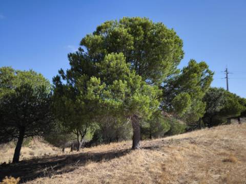 TERRENO COM 99.080 m2 - COM APOIO AGRICOLA EM RUINAS - POSSIBILIDADE DE CONSTRUÇÃO HABITAÇÃO E TURISMO - EM CAMPEIROS - CASTRO MARIM - ALGARVE
