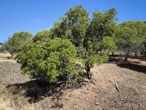 TERRENO COM 99.080 m2 - COM APOIO AGRICOLA EM RUINAS - POSSIBILIDADE DE CONSTRUÇÃO HABITAÇÃO E TURISMO - EM CAMPEIROS - CASTRO MARIM - ALGARVE