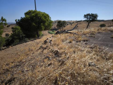 TERRENO COM 99.080 m2 - COM APOIO AGRICOLA EM RUINAS - POSSIBILIDADE DE CONSTRUÇÃO HABITAÇÃO E TURISMO - EM CAMPEIROS - CASTRO MARIM - ALGARVE