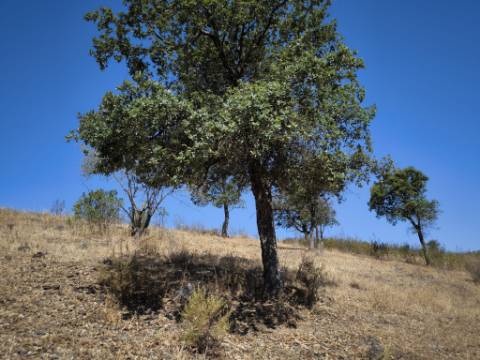 TERRENO COM 99.080 m2 - COM APOIO AGRICOLA EM RUINAS - POSSIBILIDADE DE CONSTRUÇÃO HABITAÇÃO E TURISMO - EM CAMPEIROS - CASTRO MARIM - ALGARVE