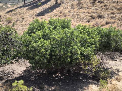 TERRENO COM 99.080 m2 - COM APOIO AGRICOLA EM RUINAS - POSSIBILIDADE DE CONSTRUÇÃO HABITAÇÃO E TURISMO - EM CAMPEIROS - CASTRO MARIM - ALGARVE