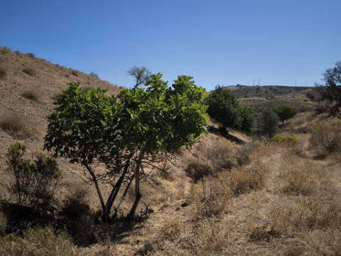 TERRENO COM 99.080 m2 - COM APOIO AGRICOLA EM RUINAS - POSSIBILIDADE DE CONSTRUÇÃO HABITAÇÃO E TURISMO - EM CAMPEIROS - CASTRO MARIM - ALGARVE