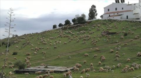 Moradia T2 em Mértola