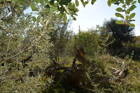 TERRENO COM POSSIBILIDADE PARA CONSTRUÇÃO 12 APARTAMENTOS