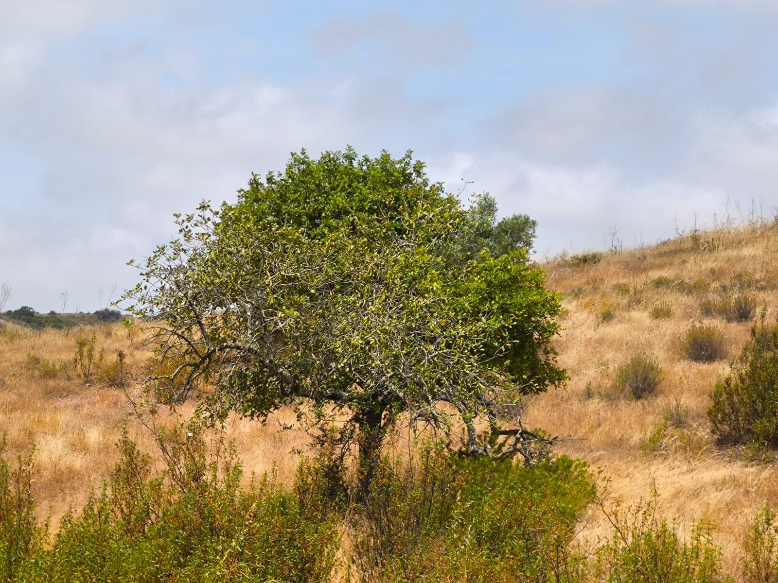 TERRENO COM 41.760 M2 - COM POSSIBILIDADE DE CONSTRUIR APOIO AGRICOLA - PISA BARRO - EM CASTRO MARIM - ALGARVE