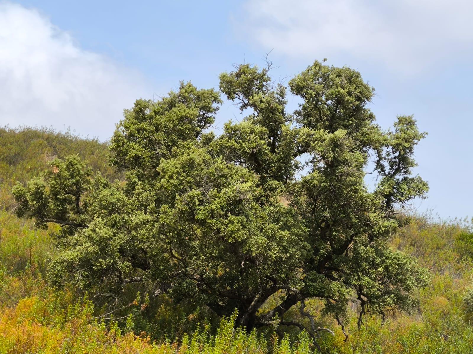 TERRENO COM 41.760 M2 - COM POSSIBILIDADE DE CONSTRUIR APOIO AGRICOLA - PISA BARRO - EM CASTRO MARIM - ALGARVE