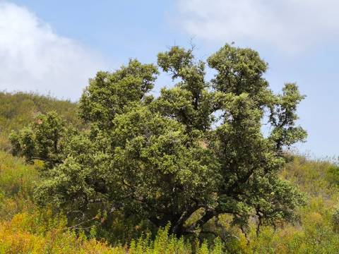 TERRENO COM 41.760 M2 - COM POSSIBILIDADE DE CONSTRUIR APOIO AGRICOLA - PISA BARRO - EM CASTRO MARIM - ALGARVE